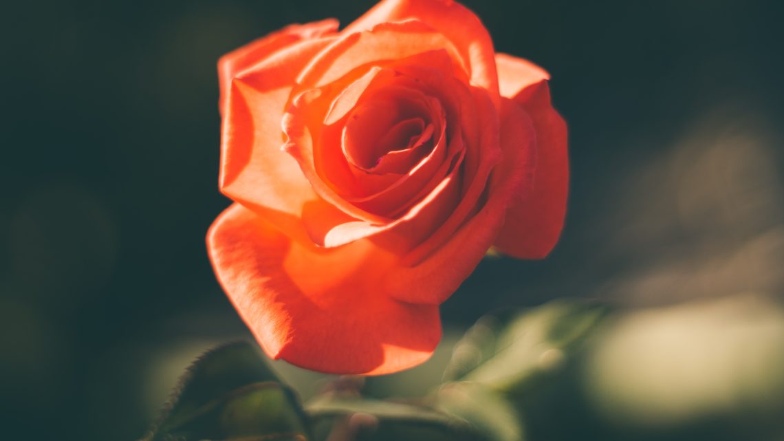 Kaufe Rosen als Geschenk für eine Geschäftsbeziehung