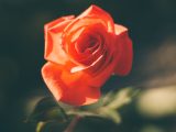Kaufe Rosen als Geschenk für eine Geschäftsbeziehung